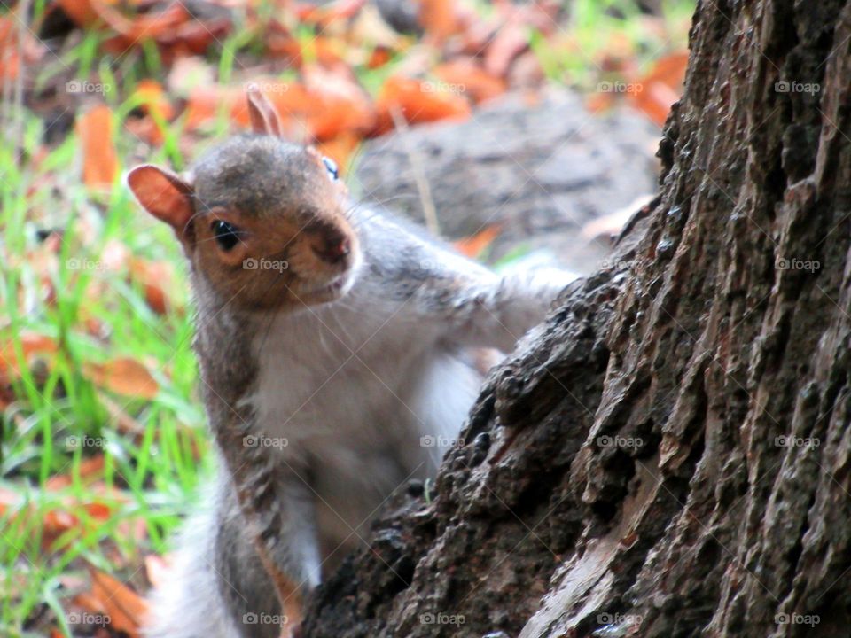 squirrel just about to climb this tree