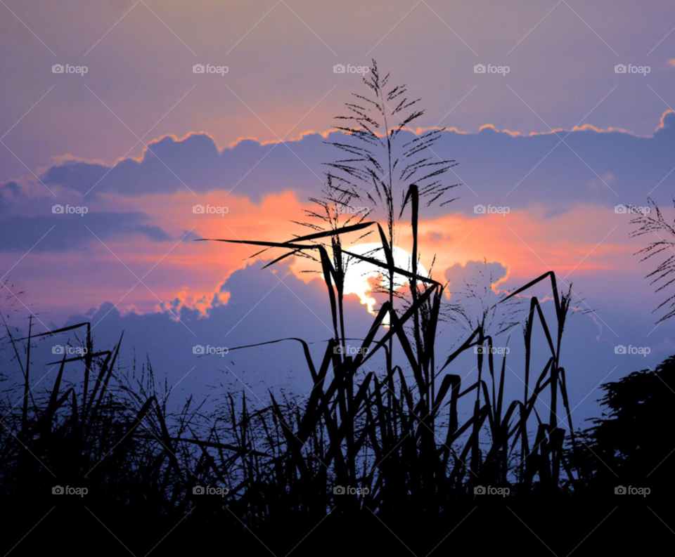 nature sunset sun forest by javiercorrea15