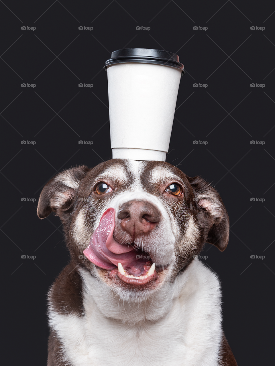 Dog with a cup on the head