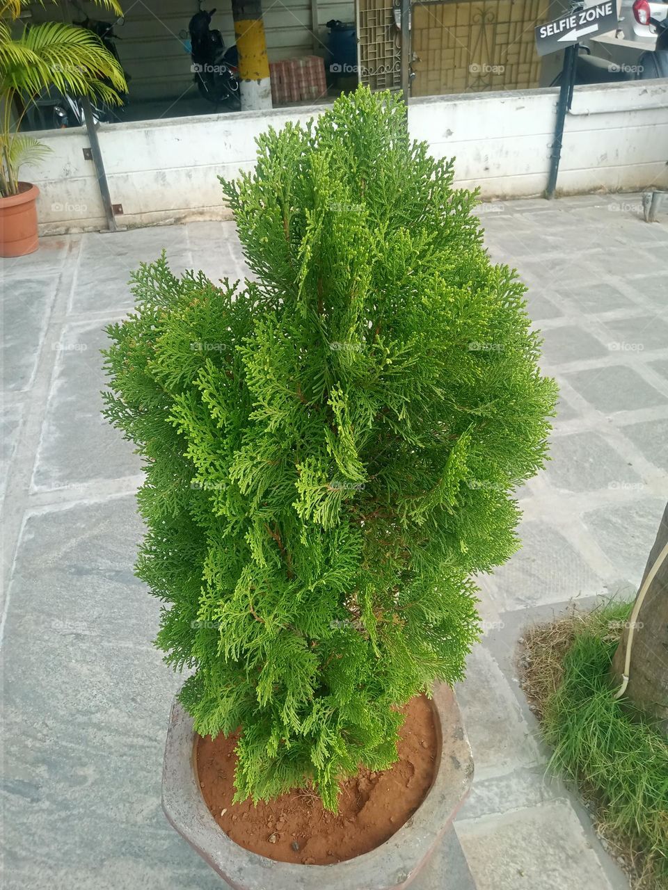 Ravarma VanguvO /Platycladus  monotypic genus / evergreen coniferous trees  /  cypress /  Cupressaceae