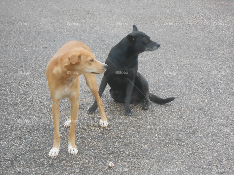 Black and Brown Dogs Sitting and Looking