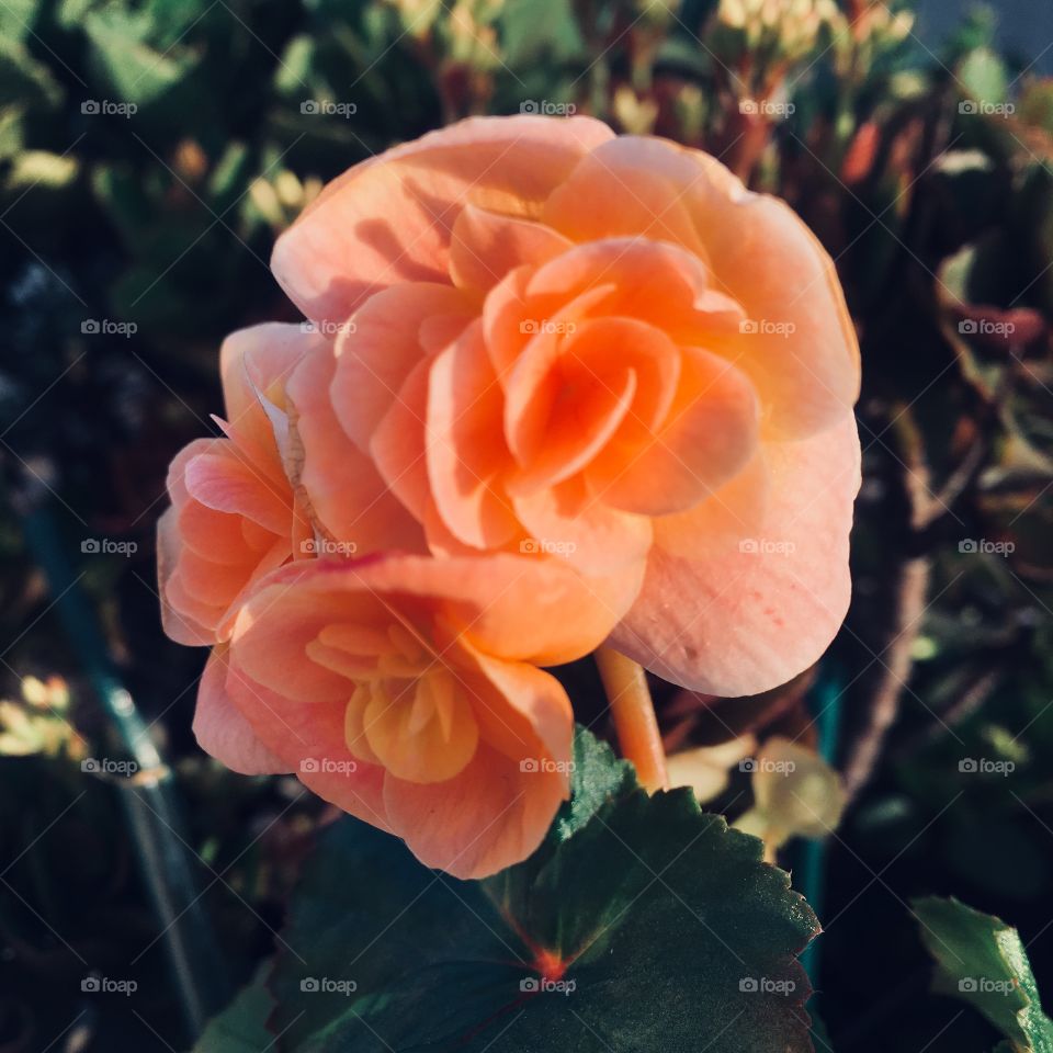 🌺Fim de #cooper! 
Suado, cansado e feliz, alongando e curtindo a beleza das #flores. Hoje, com as mini #begônias (clique de ontem).
🏁
#corrida #treino #flor #flower #flowers #pétalas #pétala #jardim #jardinagem #garden #flora #run 