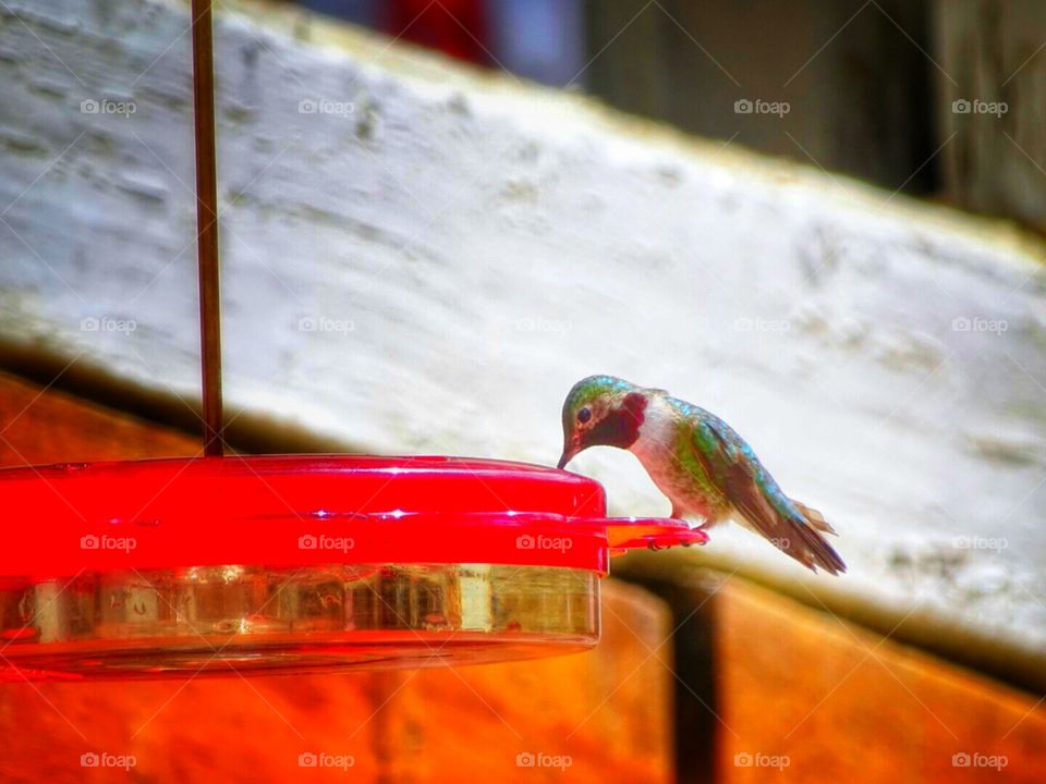 Hummingbird . Hummingbird in Saint Elmo Colorado