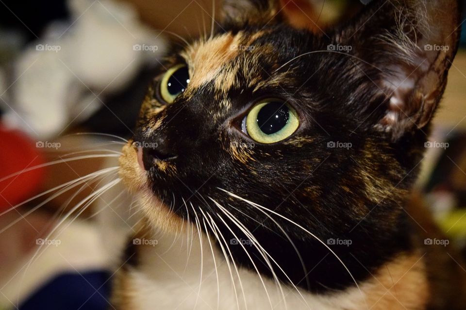 Sweet Itty Bit is my model! I love it when I pull my camera out, and she automatically poses for me! Most of the time there are no treats or toys involved.