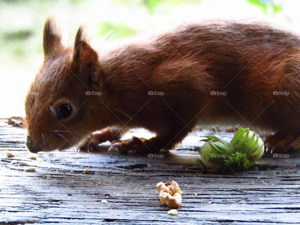 red Squirrel