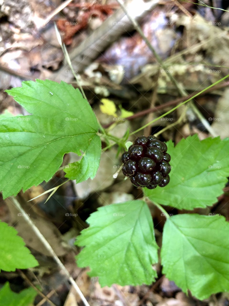 Ripe wild blackberry 