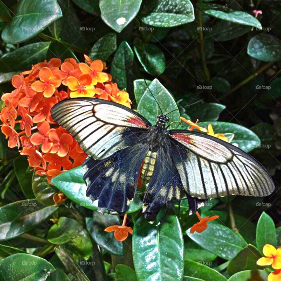 Big, beautiful butterfly with little orange flowers.