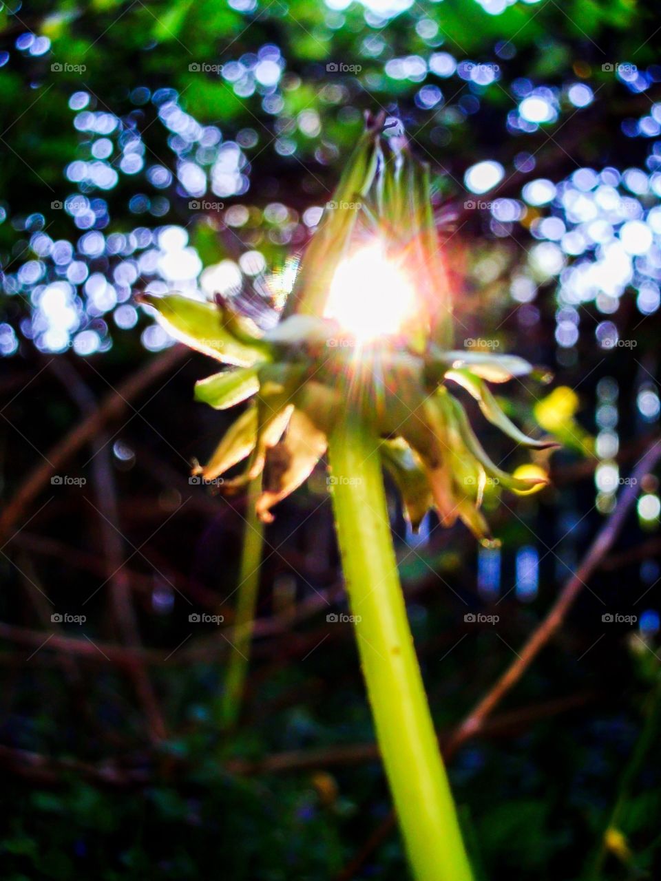 Dandelion Shine