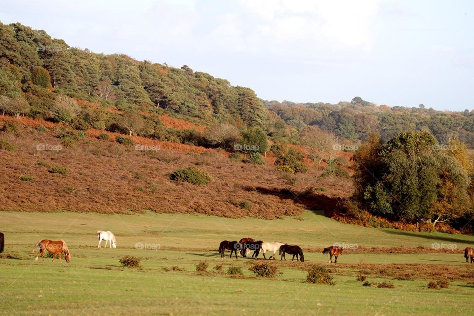 Wild horses in autumn colors 