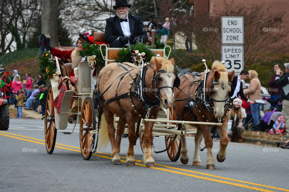 horses in the Christmas parade