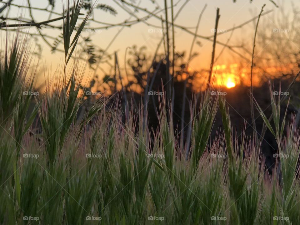 Sun setting over the wild grasses 