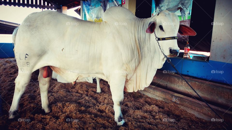 Bezerro. Novilho manso para comércio de embriões, genética.