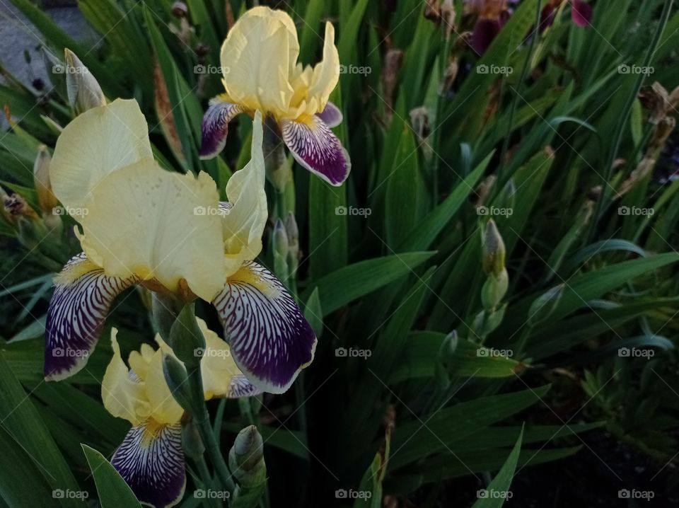 Yellow-purple iris flowers.