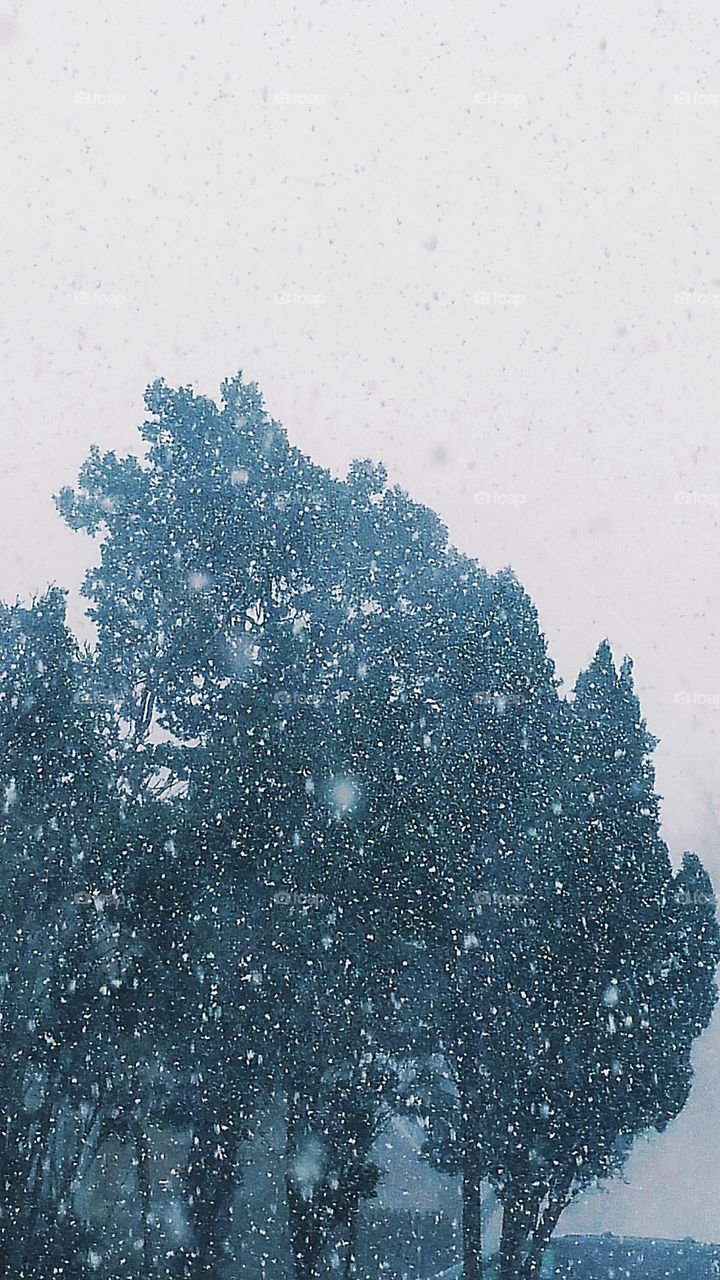 Snow on Cedar
