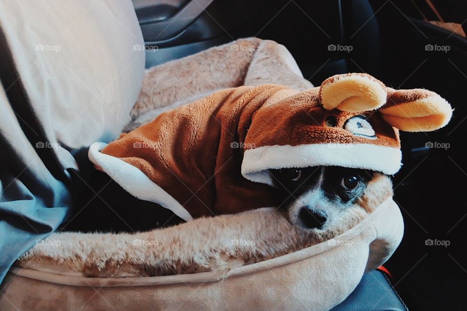 Dog dressed in warm pajamas