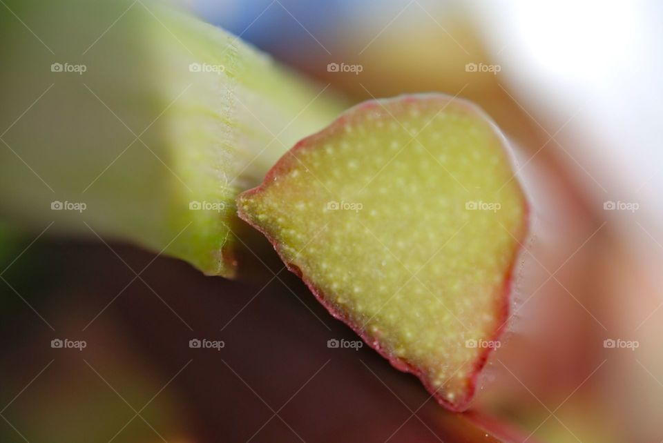 Closeup rubarb