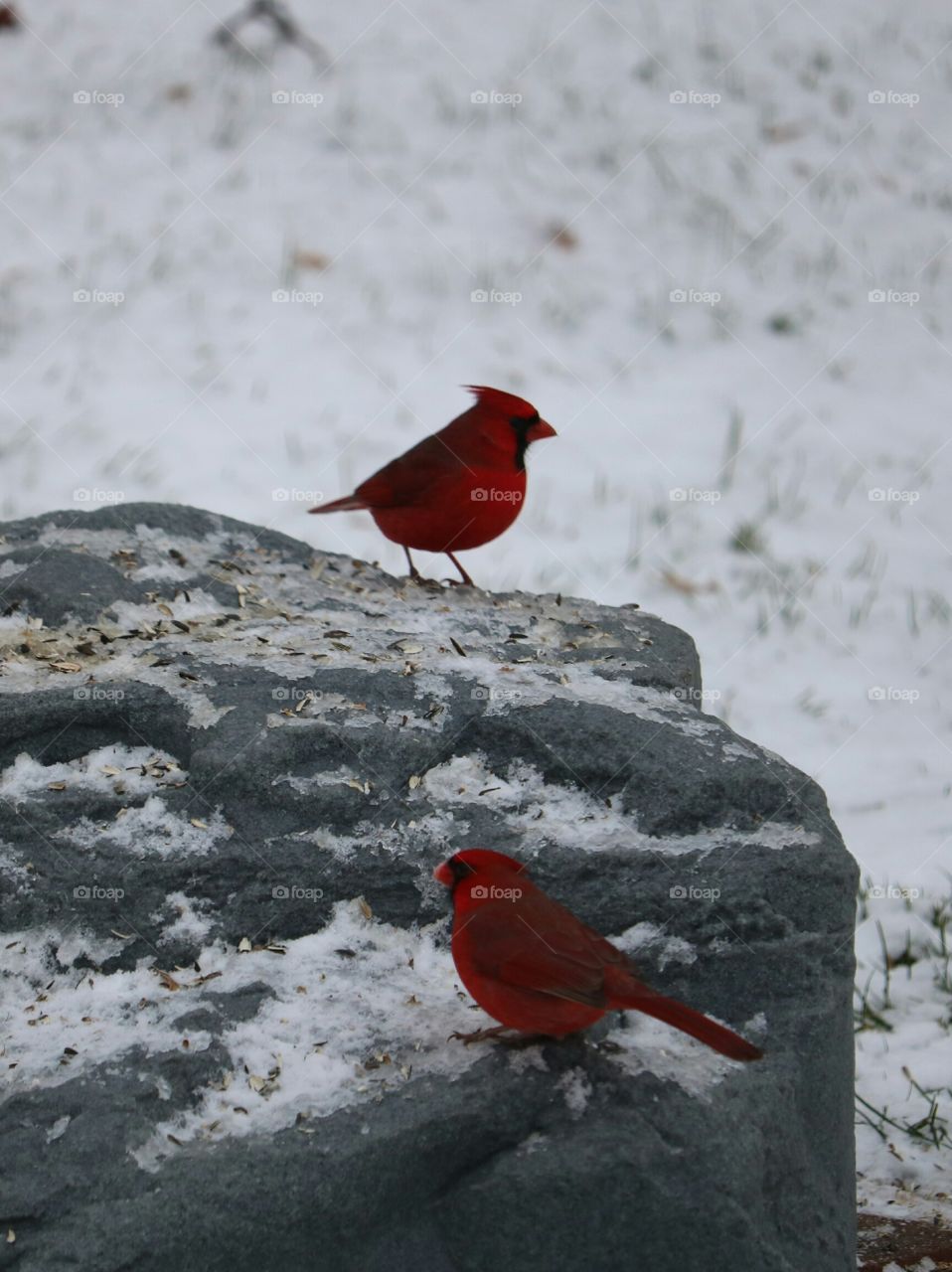 red cardinals