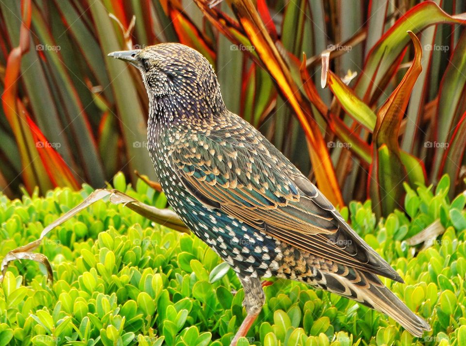 European Starling. Speckled Starling Wild In America