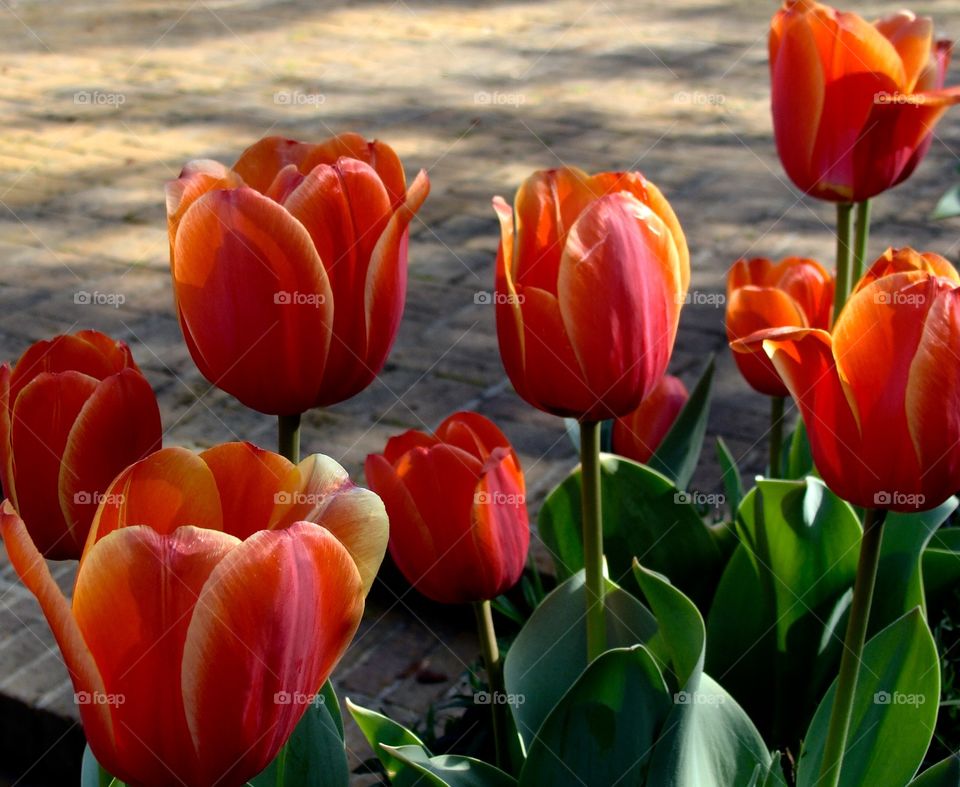 Close-up of a tulip flowers