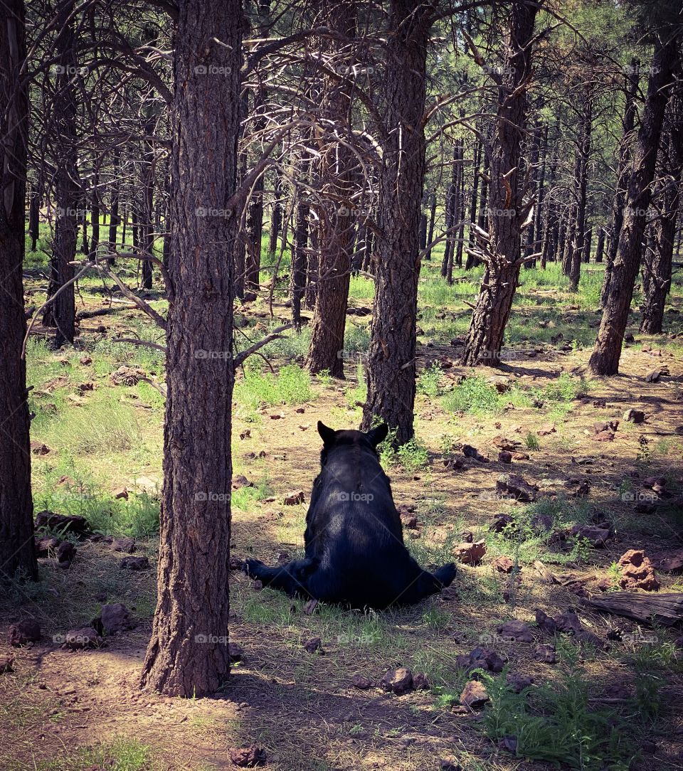 Black bear sitting in the woods