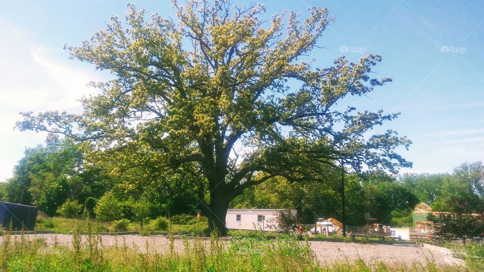 spring. tree. fresh.