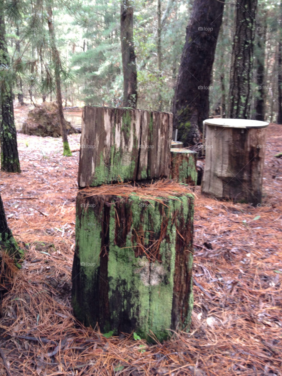 wood forest rain old by splicanka