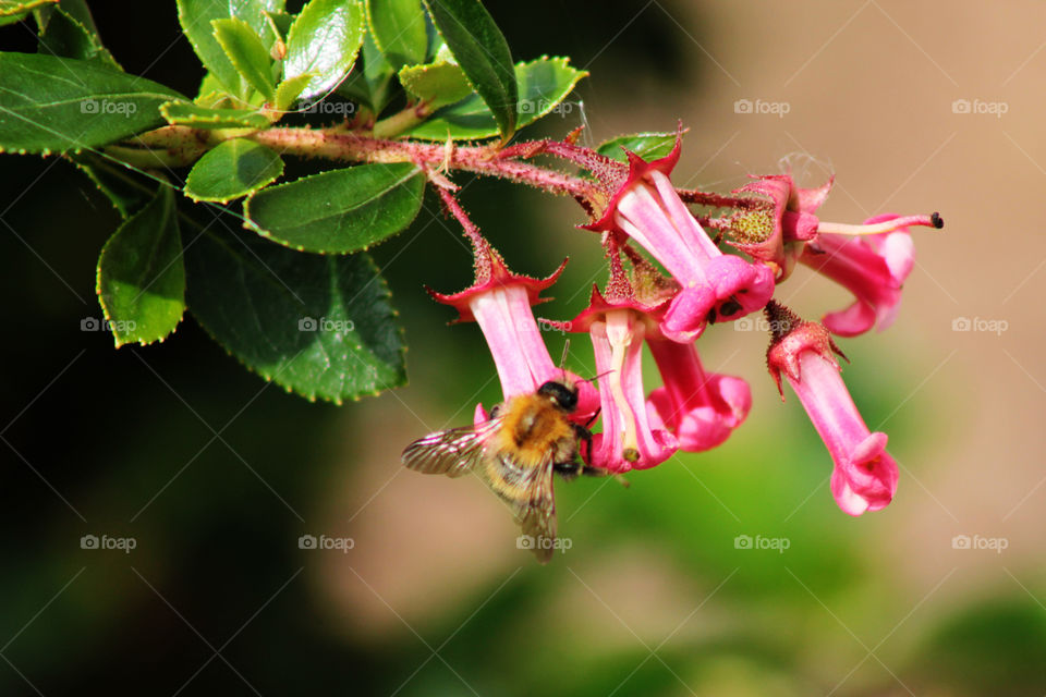 The magical world of insects :)