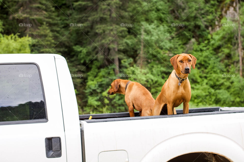 #repost

These dogs absolutely love riding in the back of the truck. As we were driving up the canyon, I couldn't help but take their picture, and who can blame me?? They're basically models!!