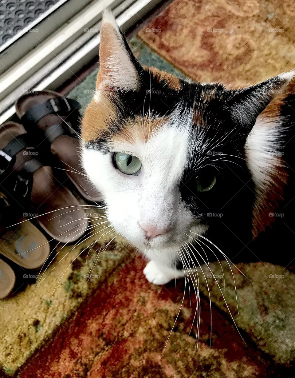 Cat contemplates which shoes to wear