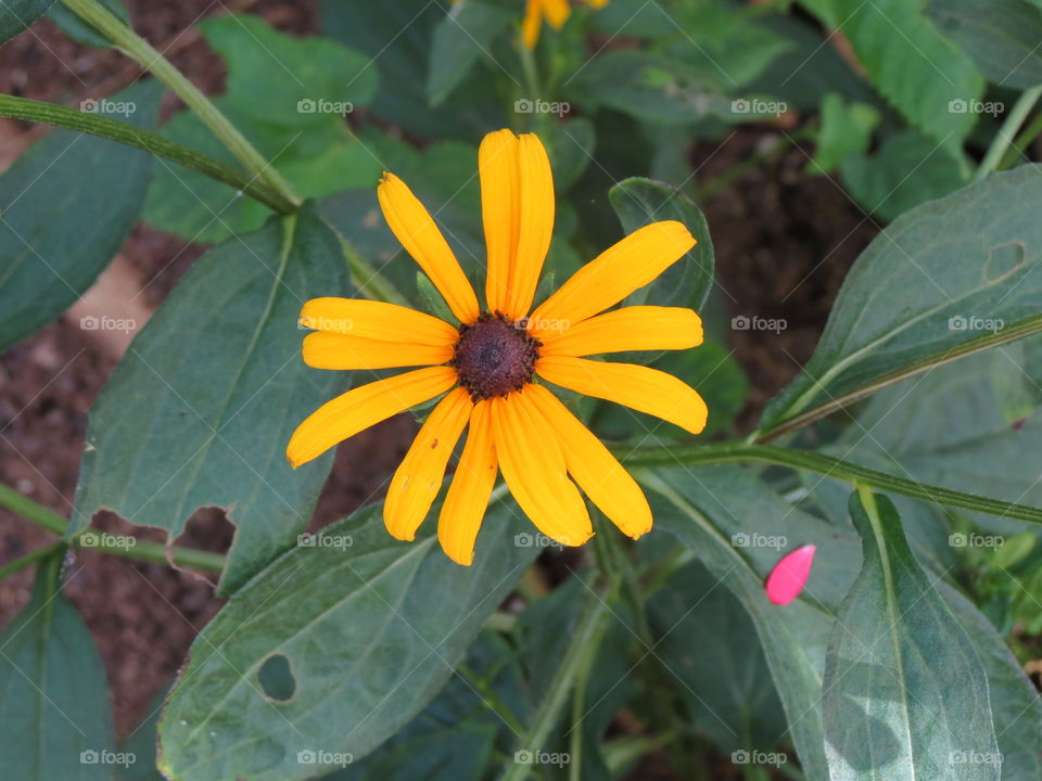 Mellow Yellow Daisy.