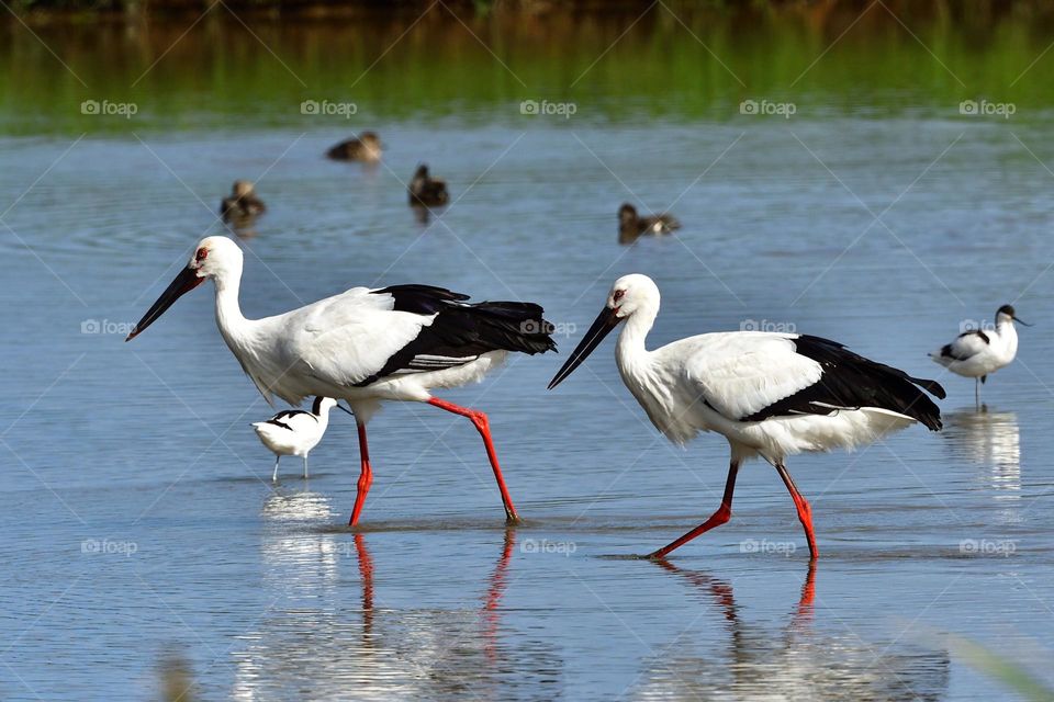 Beautiful and cute bird