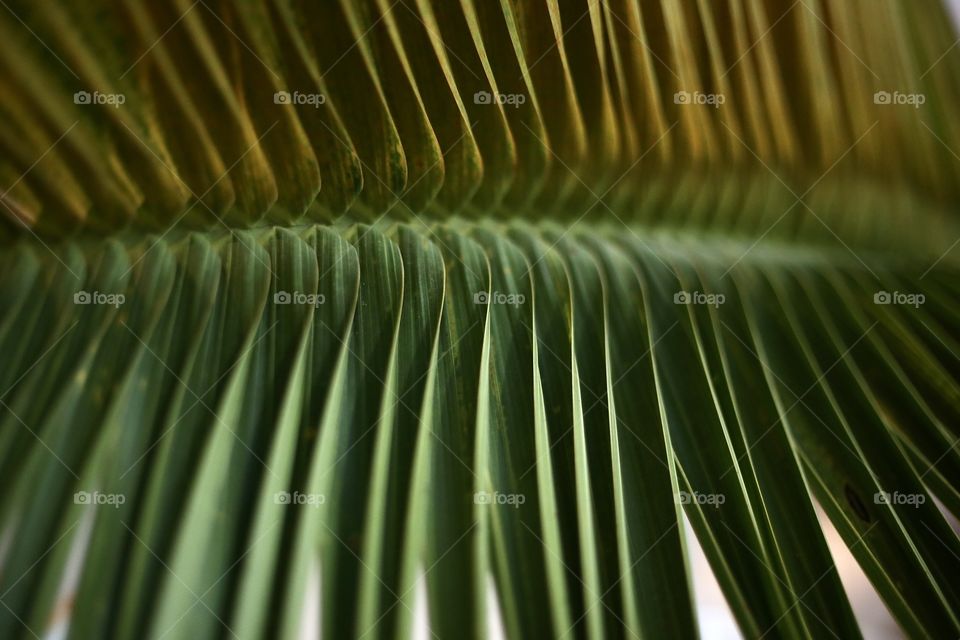 Leaf of palm