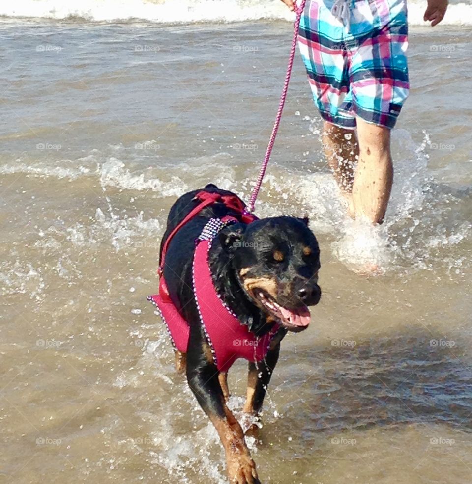 Summertime beach walk with our Rottweiler dog 