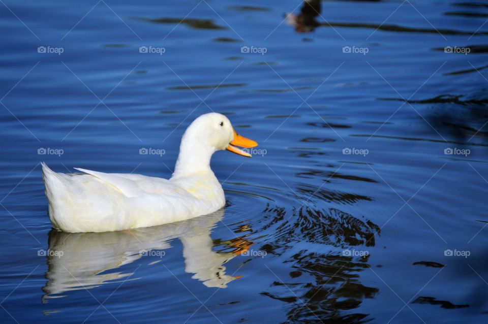 One white duck 