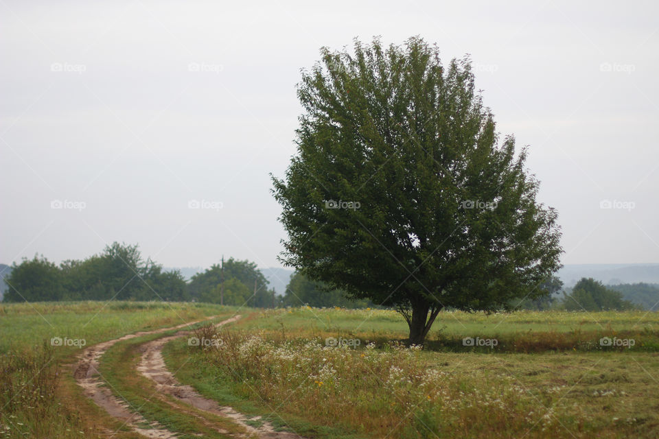 Alone tree near the road