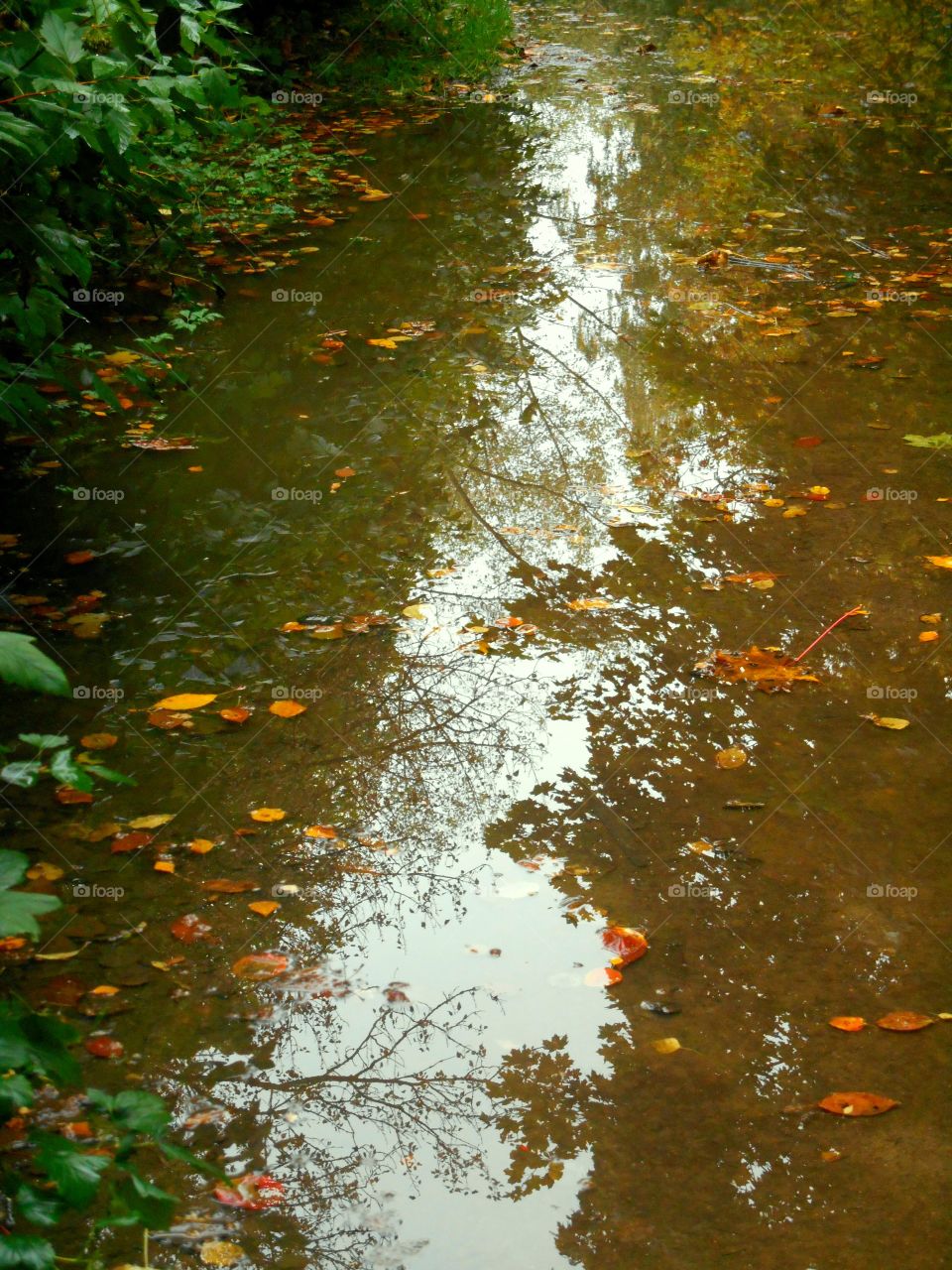 No Person, Fall, Water, Leaf, Nature