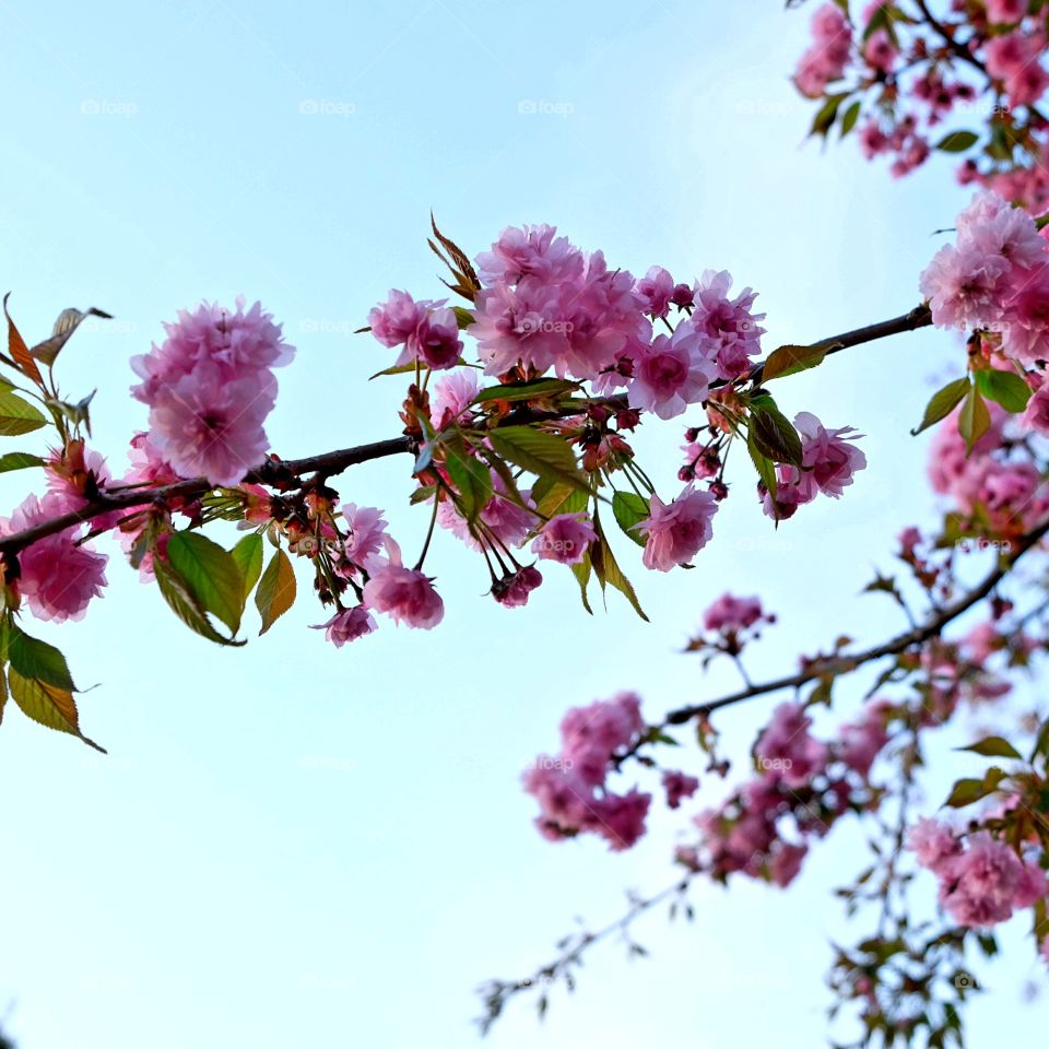 Sakura branch