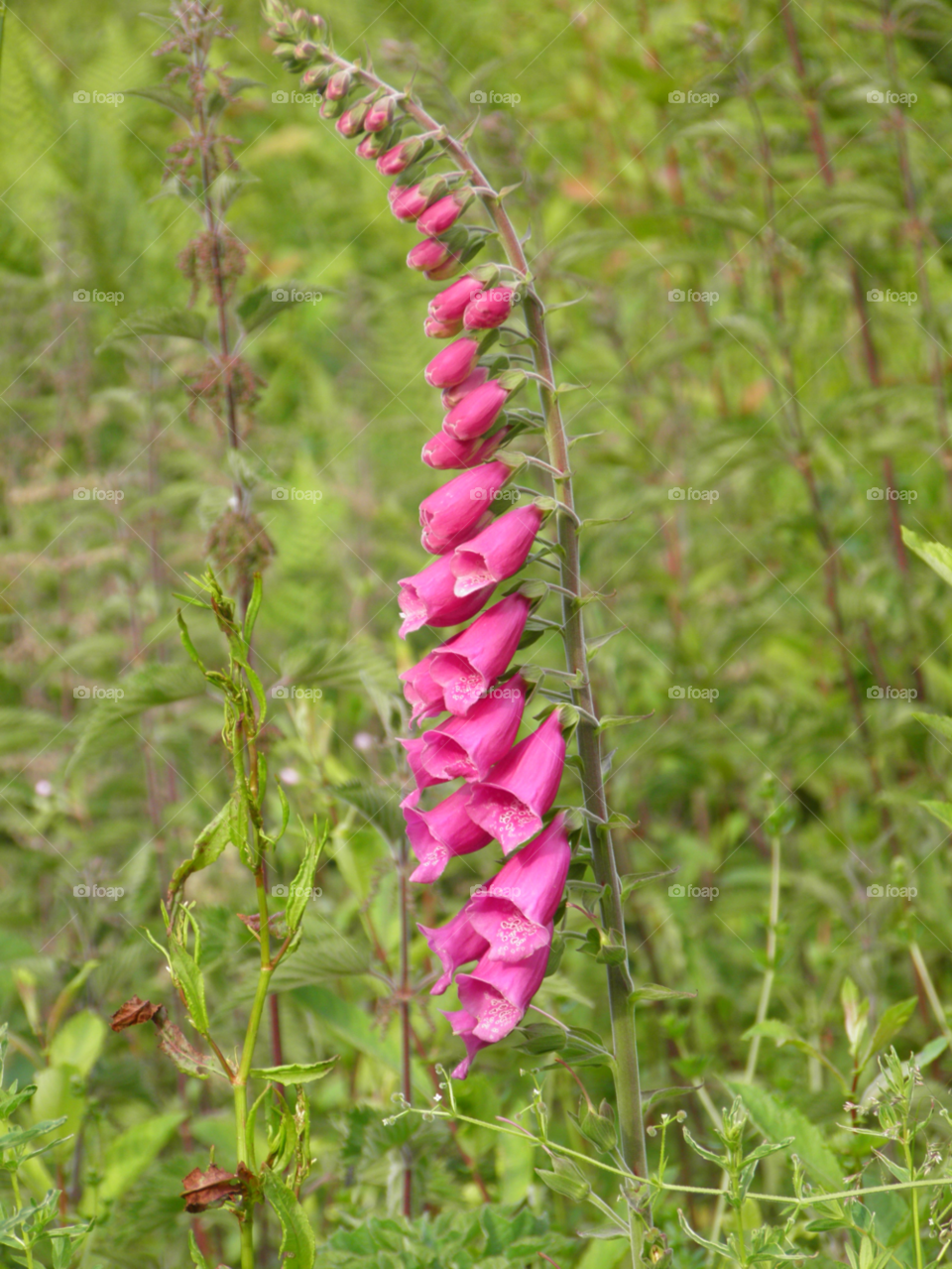 nature colourful foxglove wade beige cornwall by Les