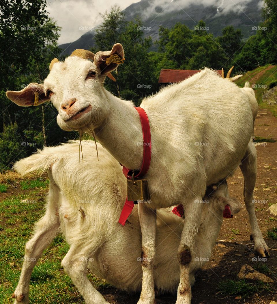 Goats in Geiranger, Norway 