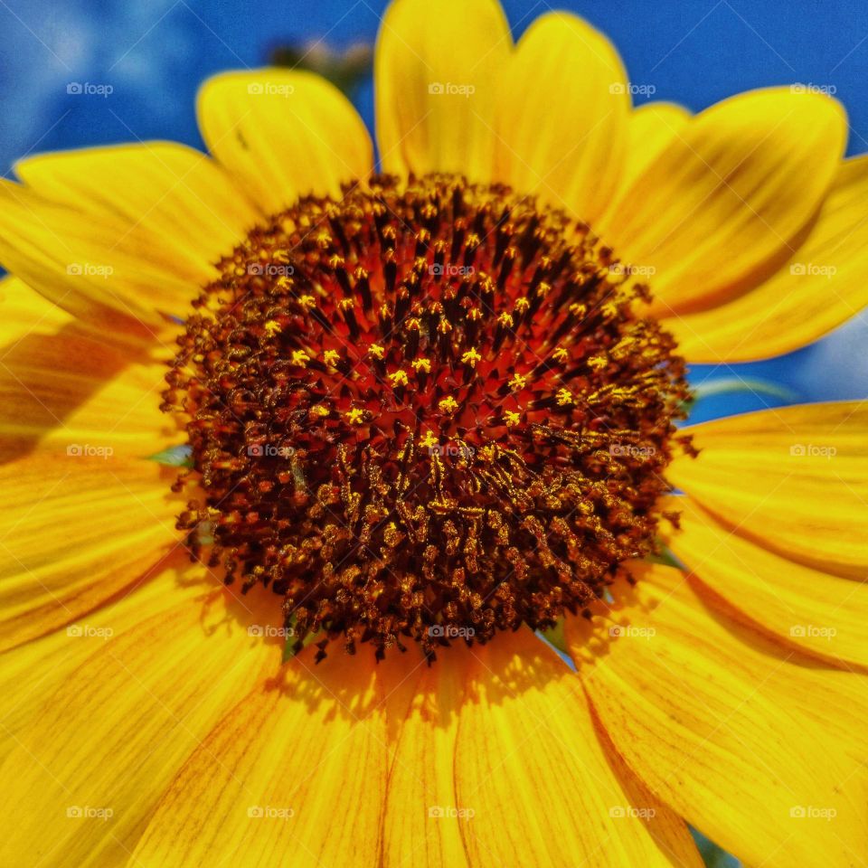 Sun Flower