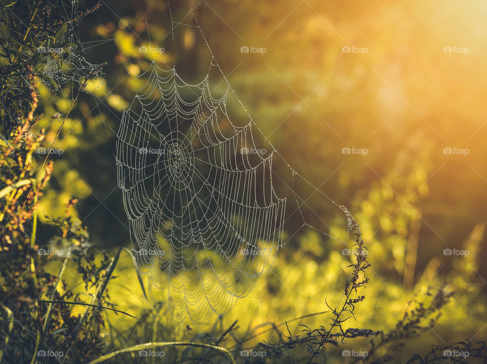 Spider web