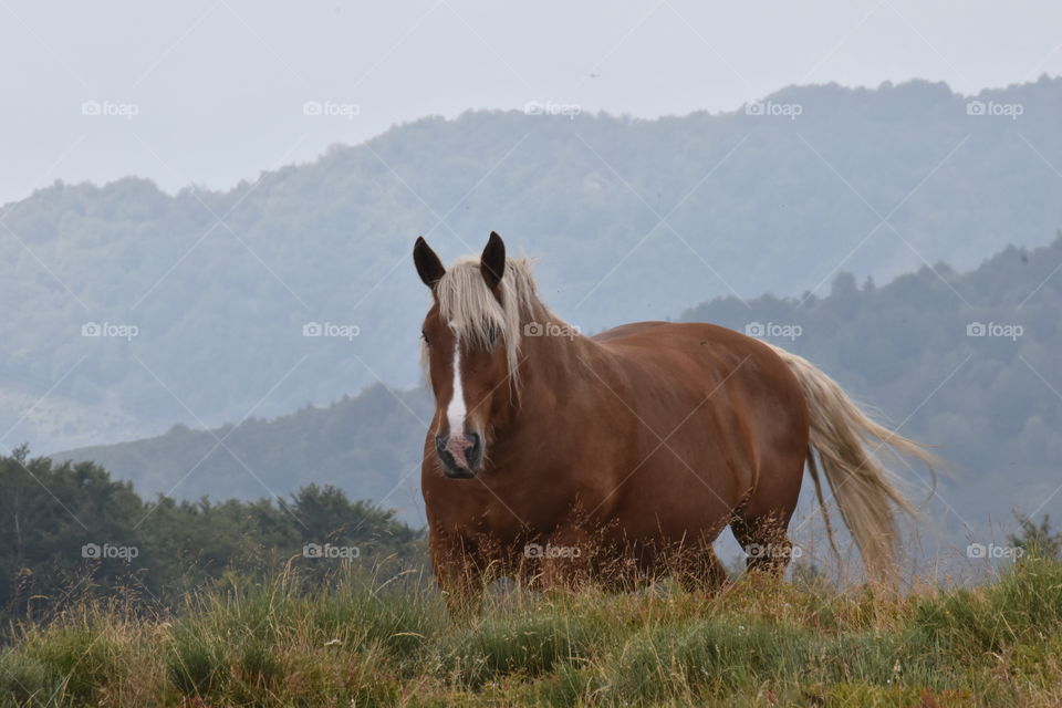 Wild free range horse in their natural habitat