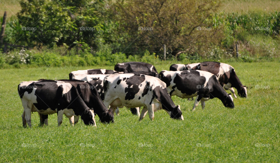 Black and white Holstein cows eating grass in a field