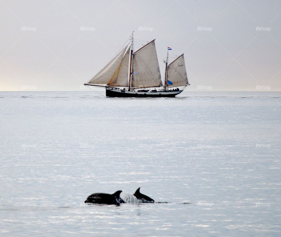 Tecla and dolphins in Port Phillip Bay