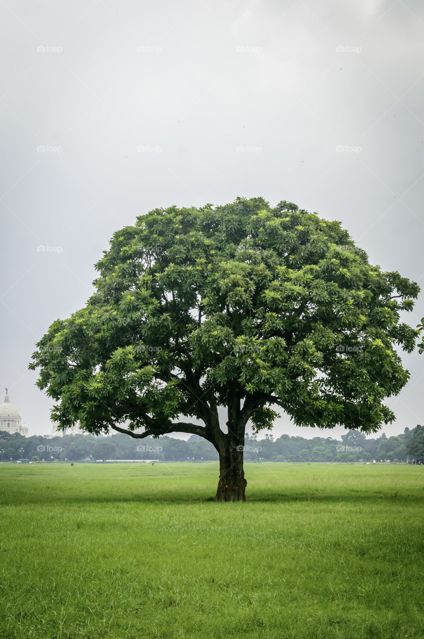 Old oak tree on meadows. A field on which grows one beautiful tall oak tree, a summer landscape in sunny warm weather. Single tree on Greenery in spring. Big alone tree in field. Tree of life concept.