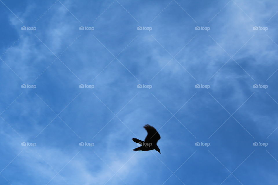 bird flying