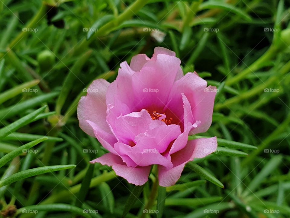 the Portulaca Grandiflora