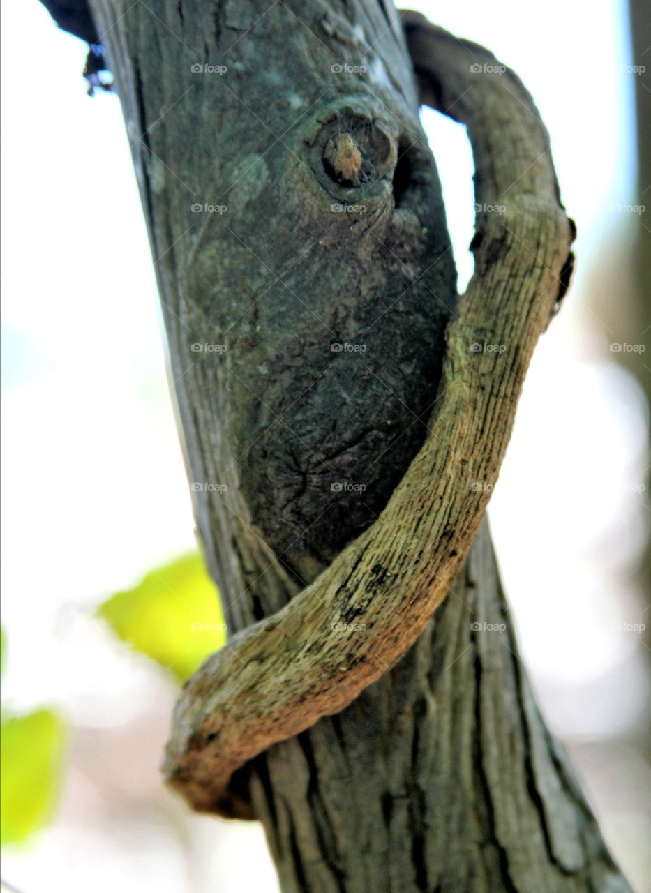 vine twisting around tree