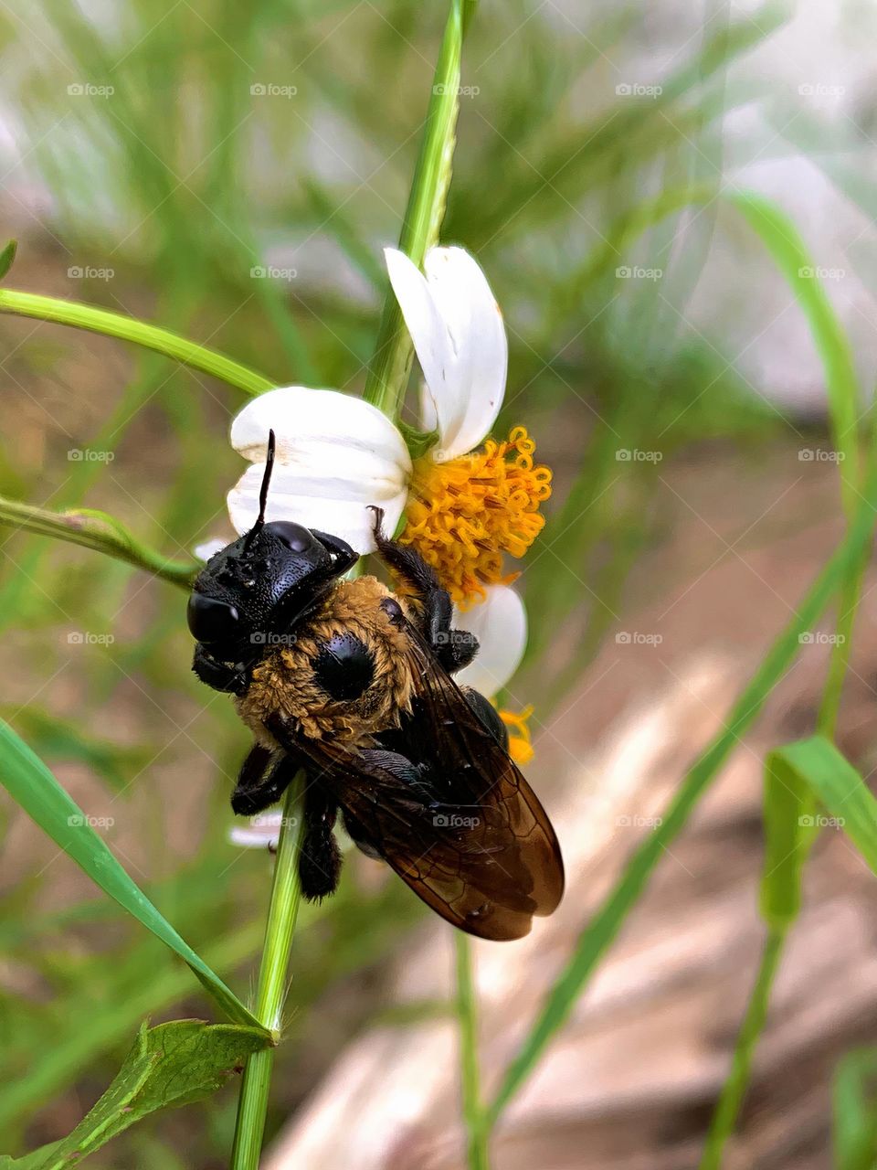 Big Friendly And Cute Fluffy Bumble Bee Drying Off On A White And Yellow Flower Starting Summer.