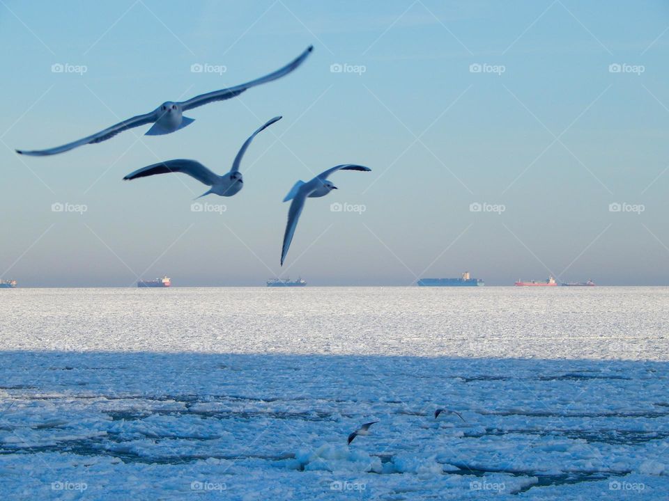 seagulls are flying over the frozen sea
